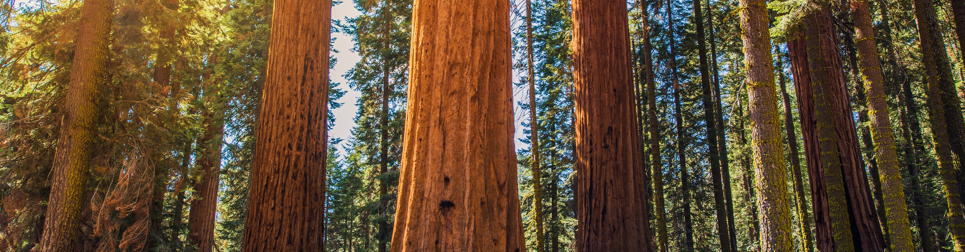 Trees.